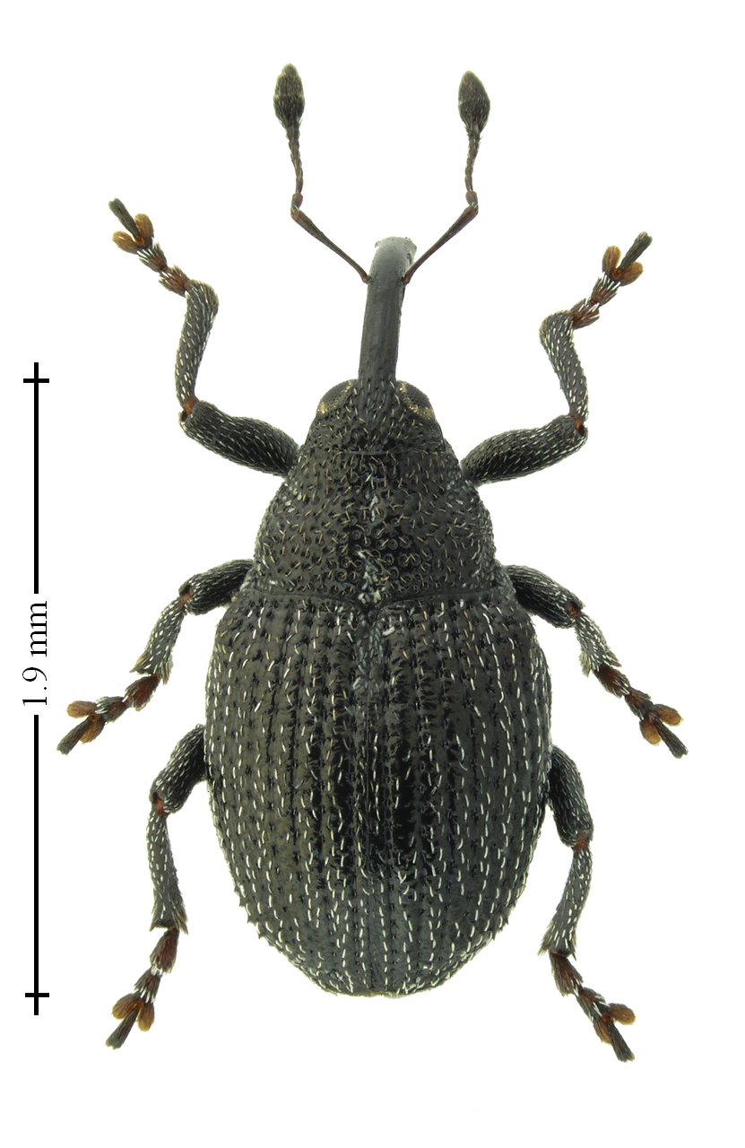 Ceutorhynchinae